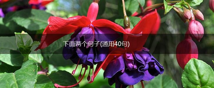 下面两个句子(通用40句),第1张
