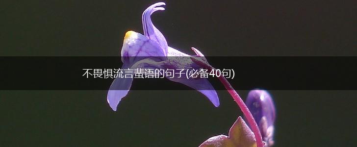 不畏惧流言蜚语的句子(必备40句),第1张