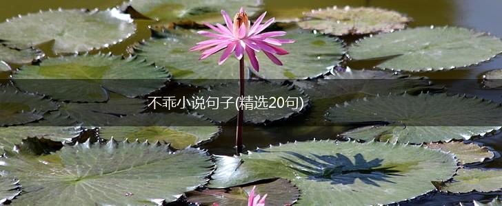 不乖小说句子(精选20句),第1张