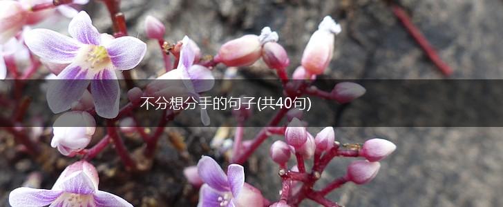 不分想分手的句子(共40句),第1张