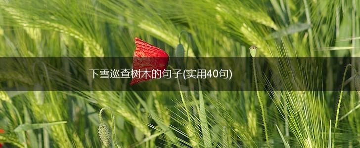 下雪巡查树木的句子(实用40句),第1张
