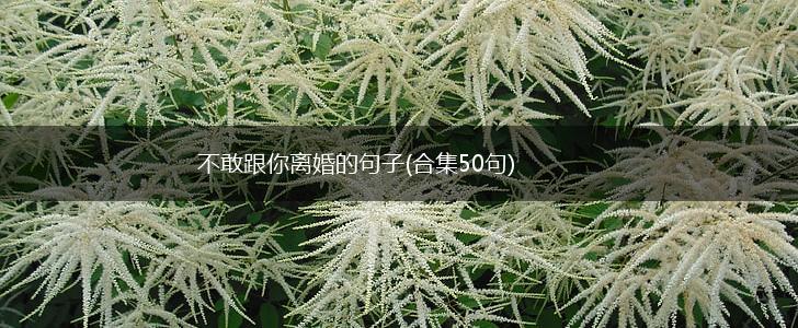 不敢跟你离婚的句子(合集50句),第1张