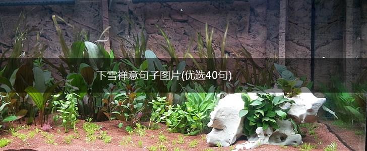 下雪禅意句子图片(优选40句),第1张