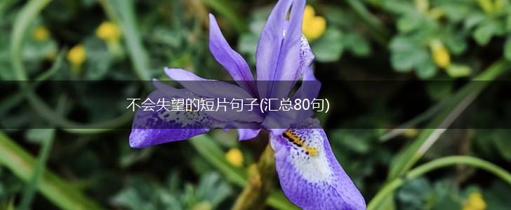 不会失望的短片句子(汇总80句),第1张