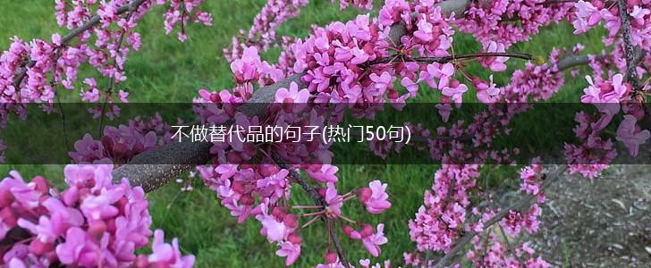 不做替代品的句子(热门50句),第1张