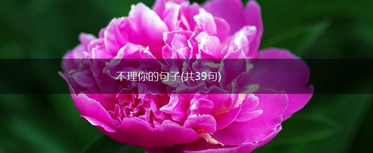 不理你的句子(共39句),第1张