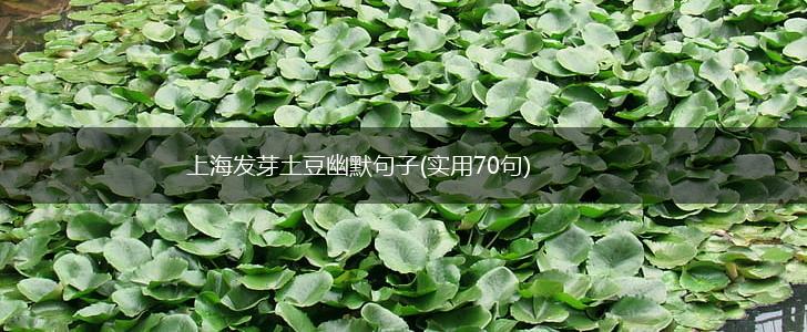 上海发芽土豆幽默句子(实用70句),第1张