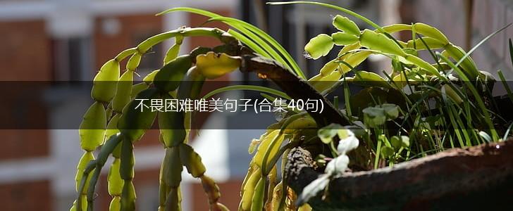 不畏困难唯美句子(合集40句),第1张