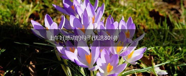 上午好感动的句子(优选80句),第1张