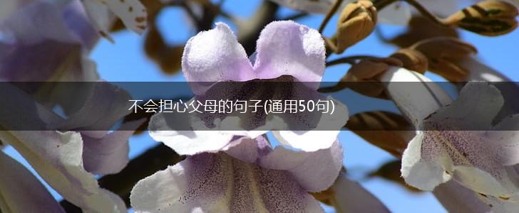 不会担心父母的句子(通用50句),第1张