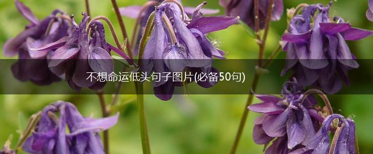 不想命运低头句子图片(必备50句),第1张