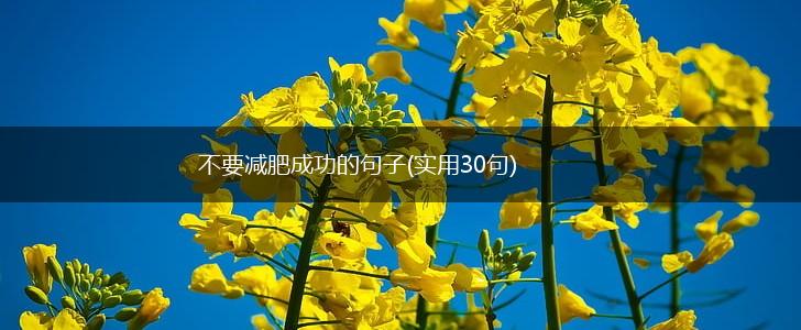 不要减肥成功的句子(实用30句),第1张