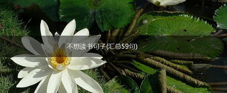 不想读书句子(汇总59句),第1张