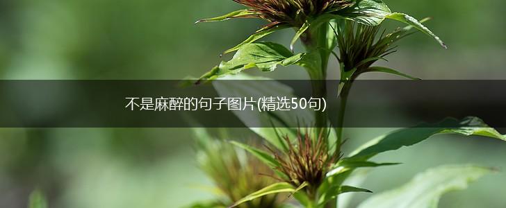 不是麻醉的句子图片(精选50句),第1张