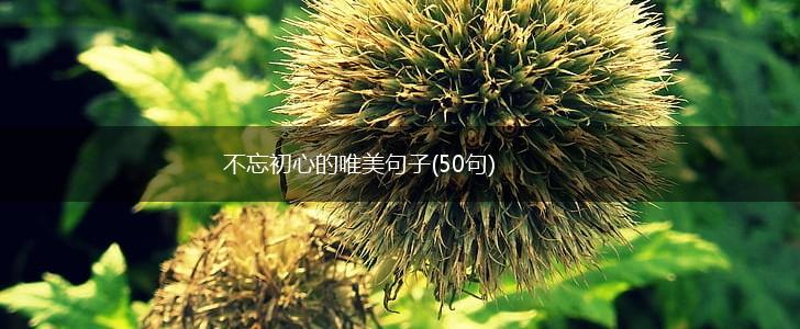 不忘初心的唯美句子(50句),第1张