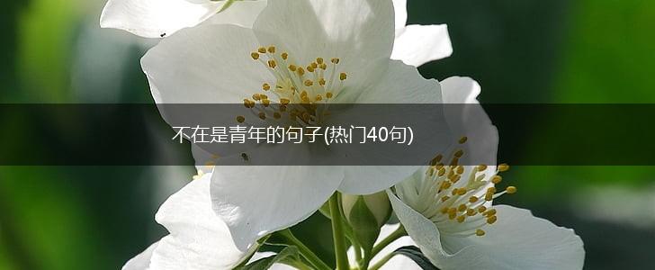 不在是青年的句子(热门40句),第1张