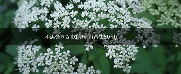 不满公司罚款的句子(合集50句),第1张