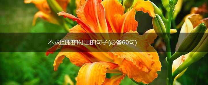 不求回报的付出的句子(必备60句),第1张