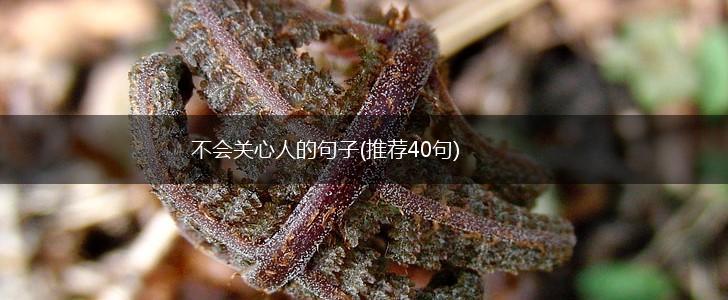 不会关心人的句子(推荐40句),第1张