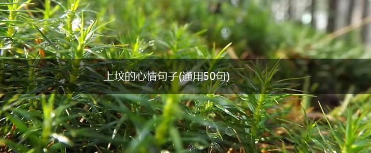 上坟的心情句子(通用50句),第1张