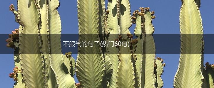 不服气的句子(热门60句),第1张