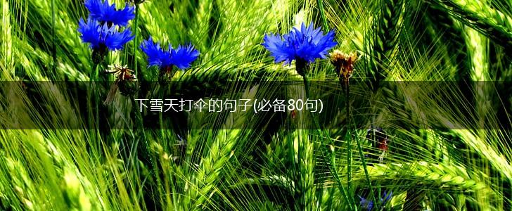 下雪天打伞的句子(必备80句),第1张