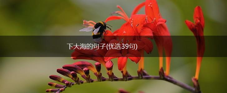 下大海的句子(优选39句),第1张