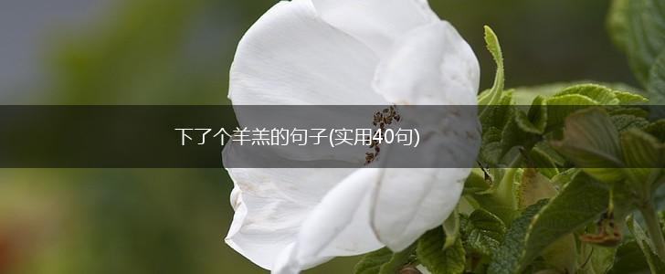 下了个羊羔的句子(实用40句),第1张
