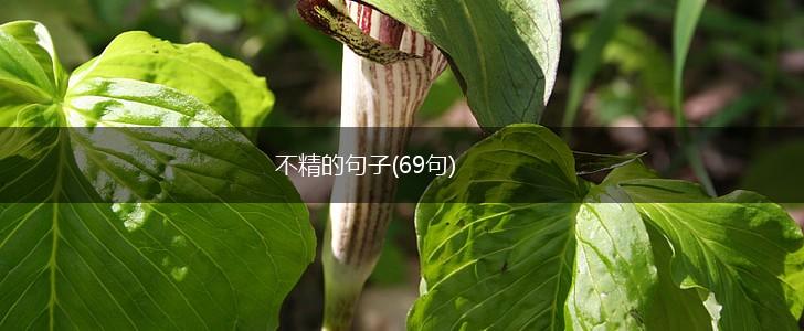 不精的句子(69句),第1张