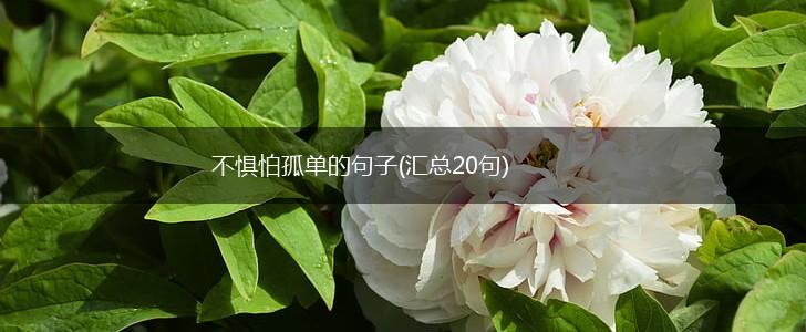 不惧怕孤单的句子(汇总20句),第1张