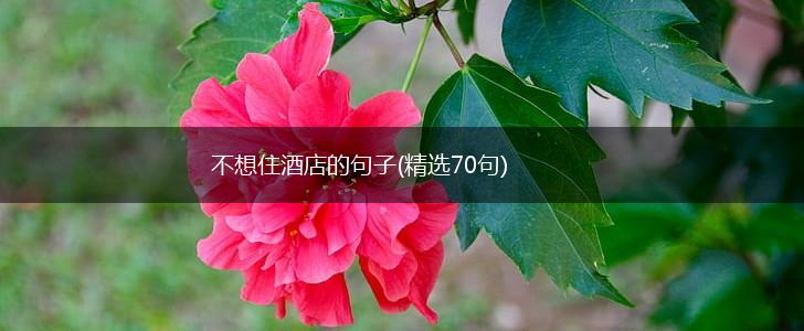 不想住酒店的句子(精选70句),第1张