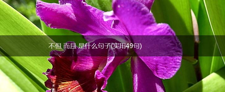 不但 而且 是什么句子(实用49句),第1张