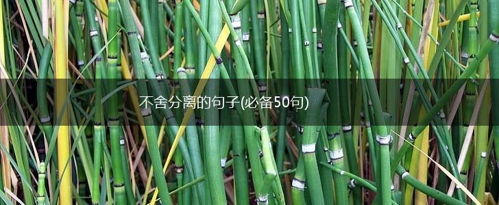 不舍分离的句子(必备50句),第1张