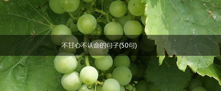不甘心不认命的句子(50句),第1张