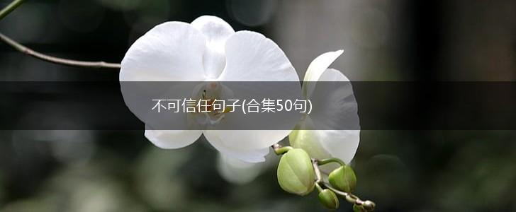 不可信任句子(合集50句),第1张
