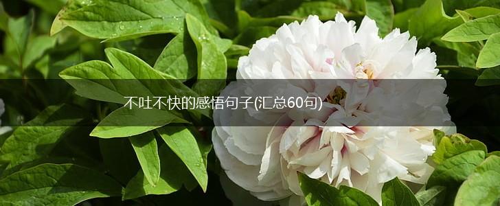 不吐不快的感悟句子(汇总60句),第1张