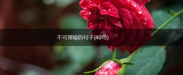 不可理喻的句子(40句),第1张