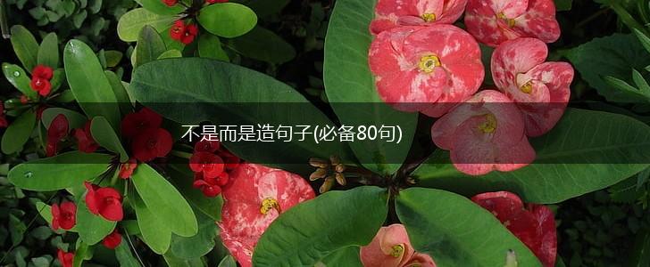 不是而是造句子(必备80句),第1张