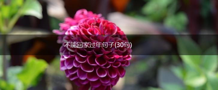 不能回家过年句子(30句),第1张