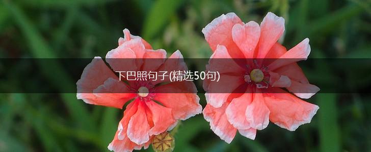 下巴照句子(精选50句),第1张