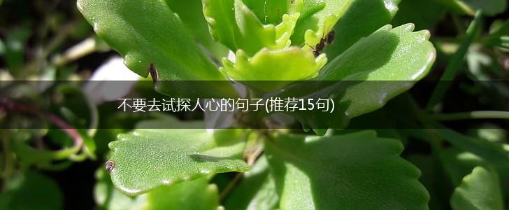 不要去试探人心的句子(推荐15句),第1张