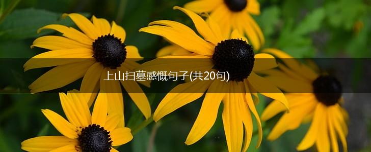 上山扫墓感慨句子(共20句),第1张