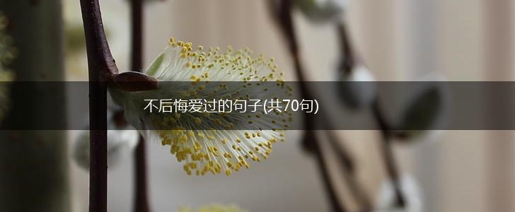 不后悔爱过的句子(共70句),第1张