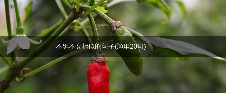 不男不女相似的句子(通用20句),第1张