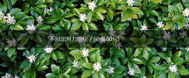 不付出努力的句子(必备80句),第1张