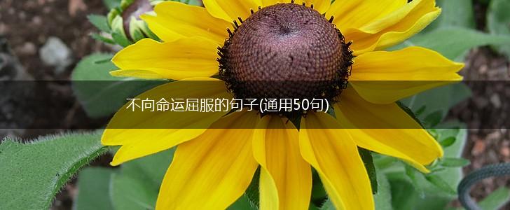 不向命运屈服的句子(通用50句),第1张