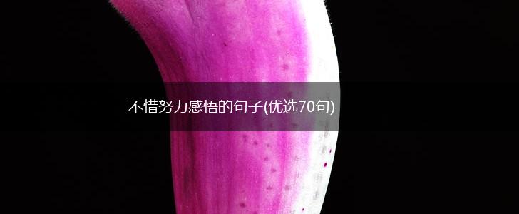 不惜努力感悟的句子(优选70句),第1张