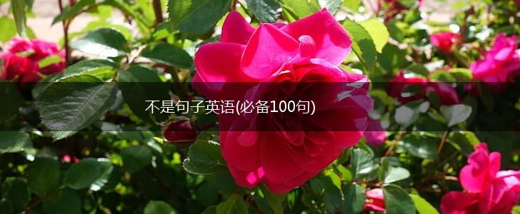 不是句子英语(必备100句),第1张