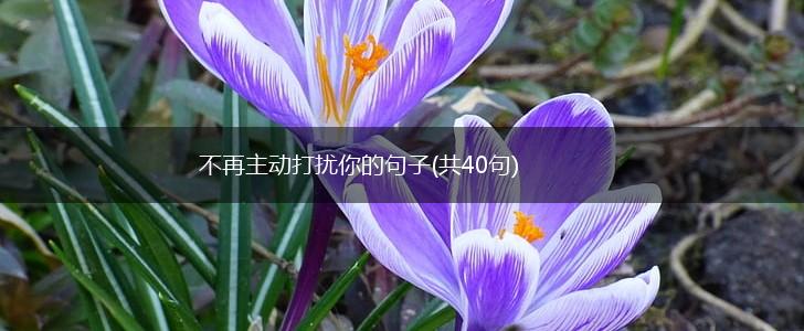 不再主动打扰你的句子(共40句),第1张