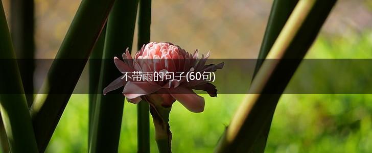 不带雨的句子(60句),第1张